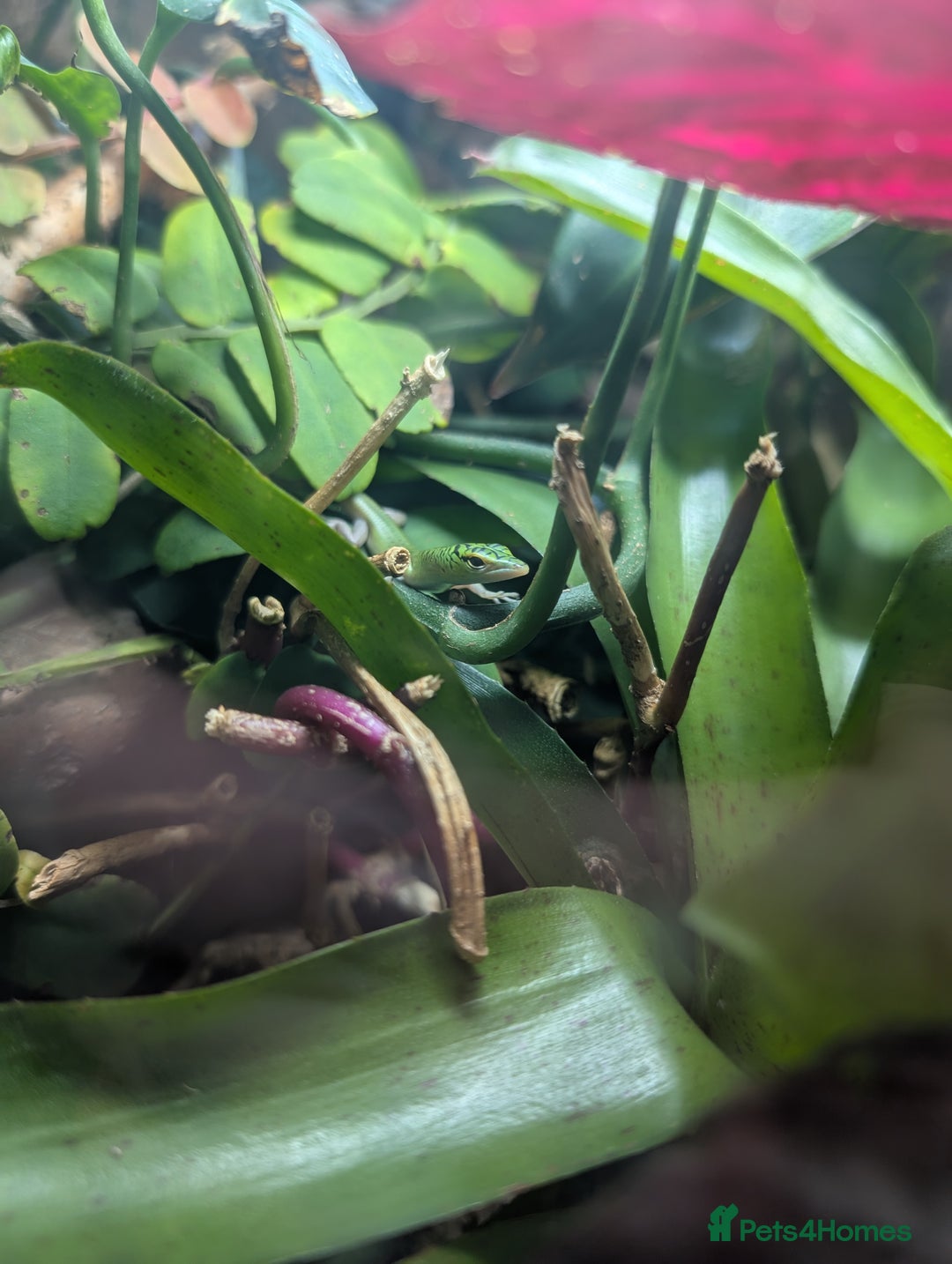 Skink reptiles for sale: 0.0.4 CB Emerald Tree Skinks - Image 3