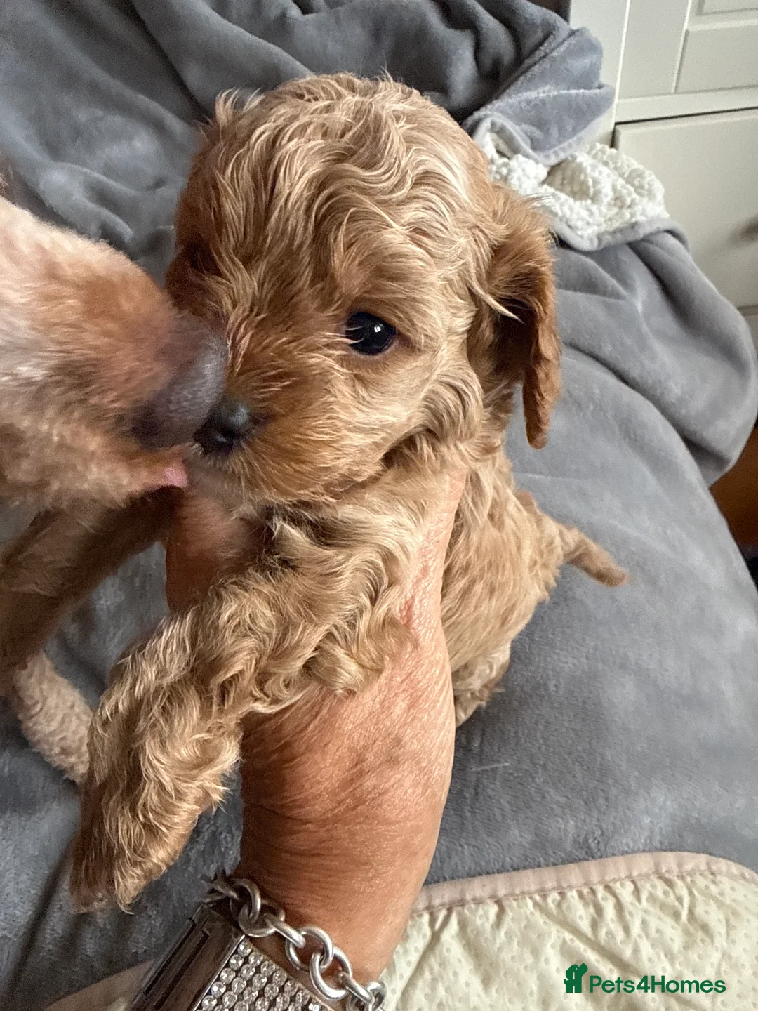 Cavapoo dogs for sale: F1 miniature cavapoo puppies - Advert 2