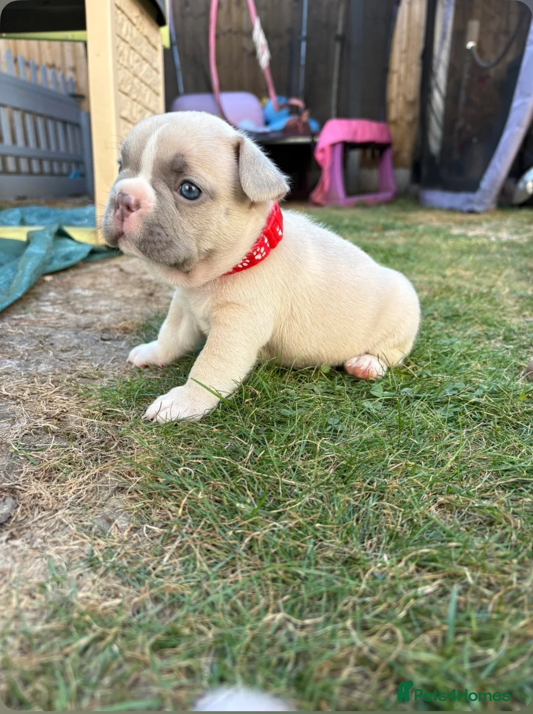 French Bulldog dogs for sale: French bull dog puppies 😍😍 KC REGISTERED  - Advert 40