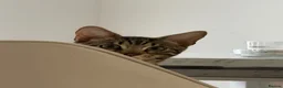 Bengal cats for sale: Apollo - Advert 6