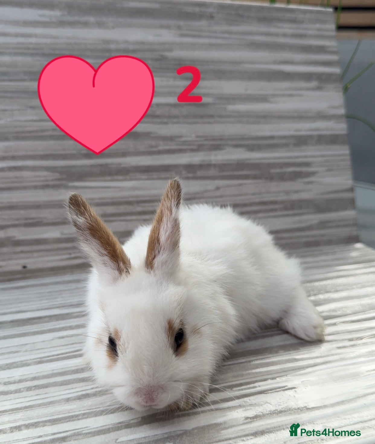 Mixed Breed rabbits Mixed Bunnies ready June 6th - Advert 2