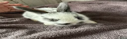 Mini Lion Lop rabbits for sale: Lion lop bucks in Droitwich - Advert 5