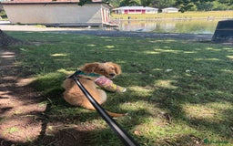 Mixed Breed dogs for sale: Glyn  - Image 8