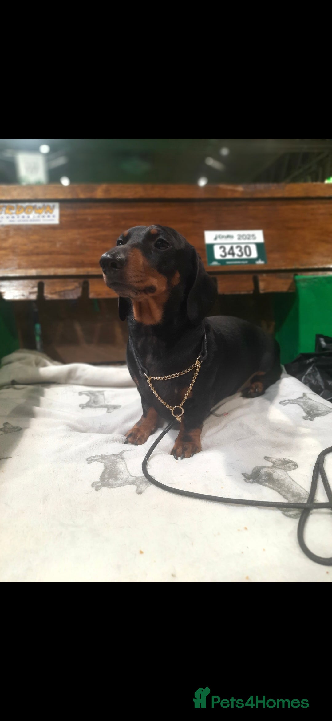Dachshund dogs for stud: Stud dog - Image 4