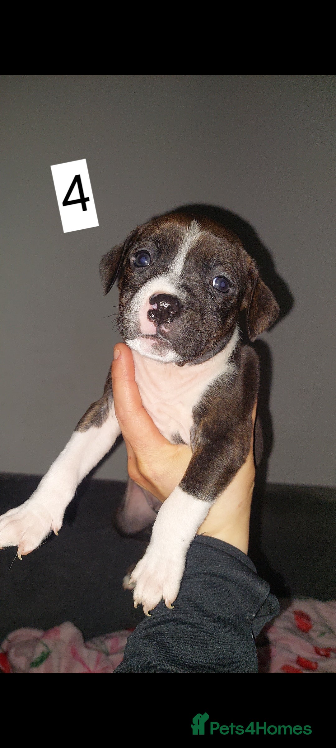 Mixed Breed dogs Staff pocket cross 4 boys 2 girls - Advert 14