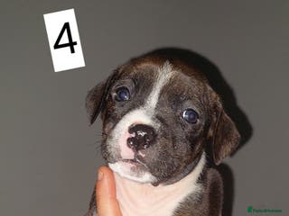 Mixed Breed dogs Staff pocket cross 4 boys 2 girls - Advert 14