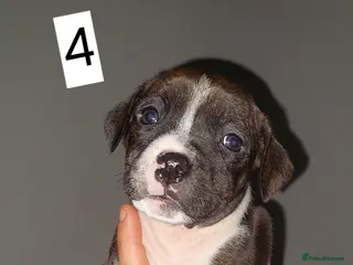 Mixed Breed dogs 1 boy left pocket bully staffy puppy's - Advert 1