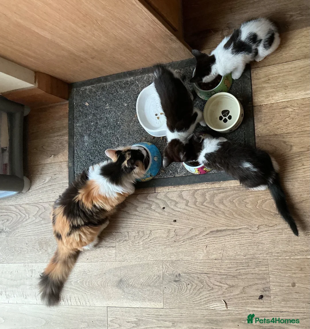 Mixed Breed cats for sale: Ragdoll cross kittens ready to go in Chester - Advert 2