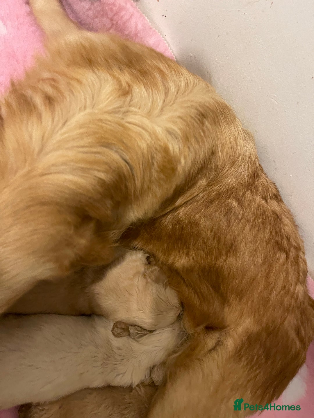 Golden Retriever dogs for sale: BEAUTIFUL DNA TESTED RETRIEVERS - Advert 7