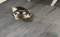 French Bulldog dogs for sale: Female Frenchbull dog just turnone open to offers  - Image 1