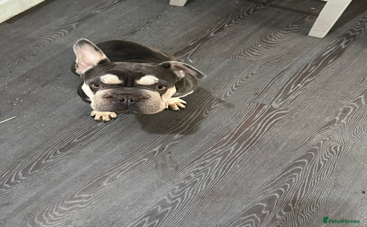 French Bulldog dogs - Advert 1