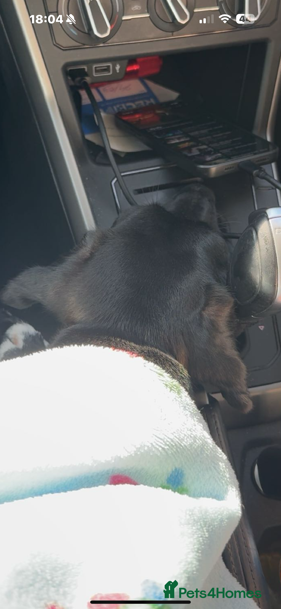 Mixed Breed dogs for sale: Jack russle x Soluki  - Image 1