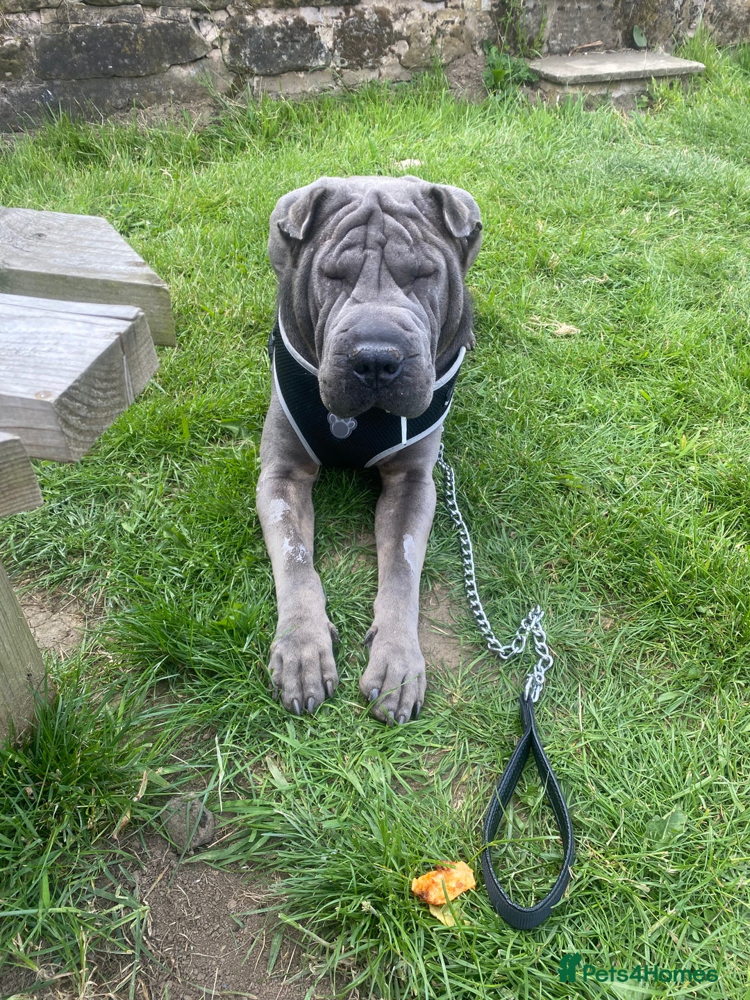 Shar Pei dogs for stud: Big boy Bleu in Sheffield - Image 19
