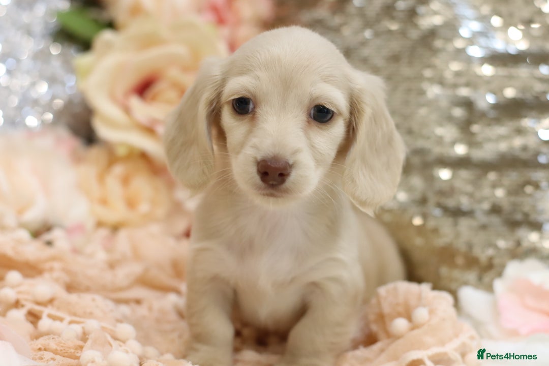 Miniature Dachshund dogs for sale: KC Registered Cream Longhair Puppies - Image 9