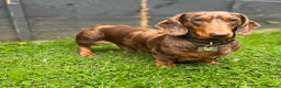 Miniature Dachshund dogs for stud: 🔥For stud proven miniature dachshund🔥   in Windsor - Advert 5