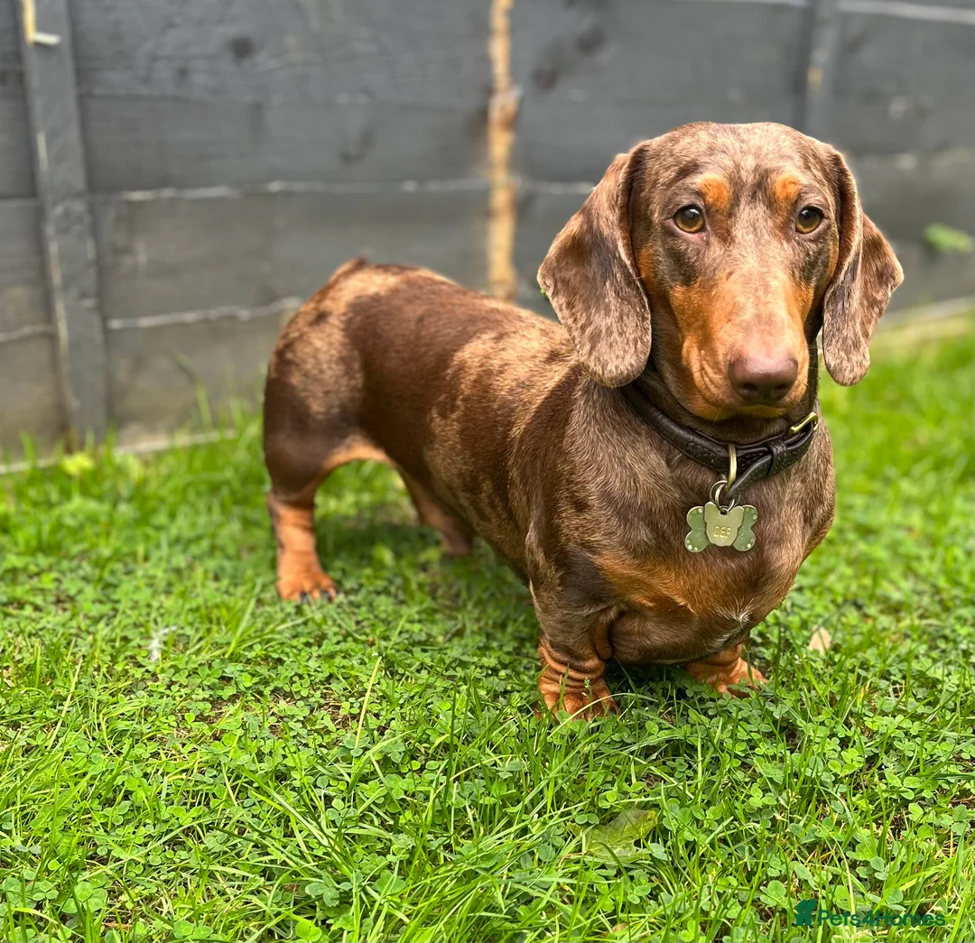 Miniature Dachshund dogs for stud: 🔥For stud proven miniature dachshund🔥   in Windsor - Advert 5