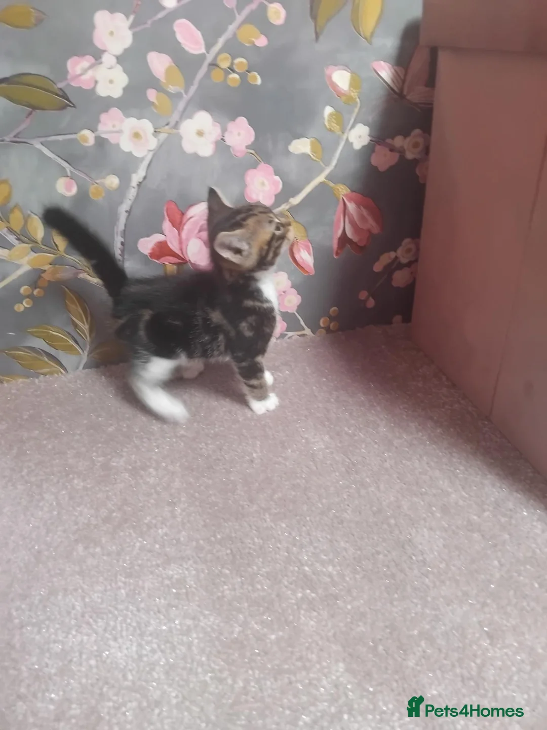 Bengal cats for sale: Rosetta Bengal X Girl Kitten - Advert 1