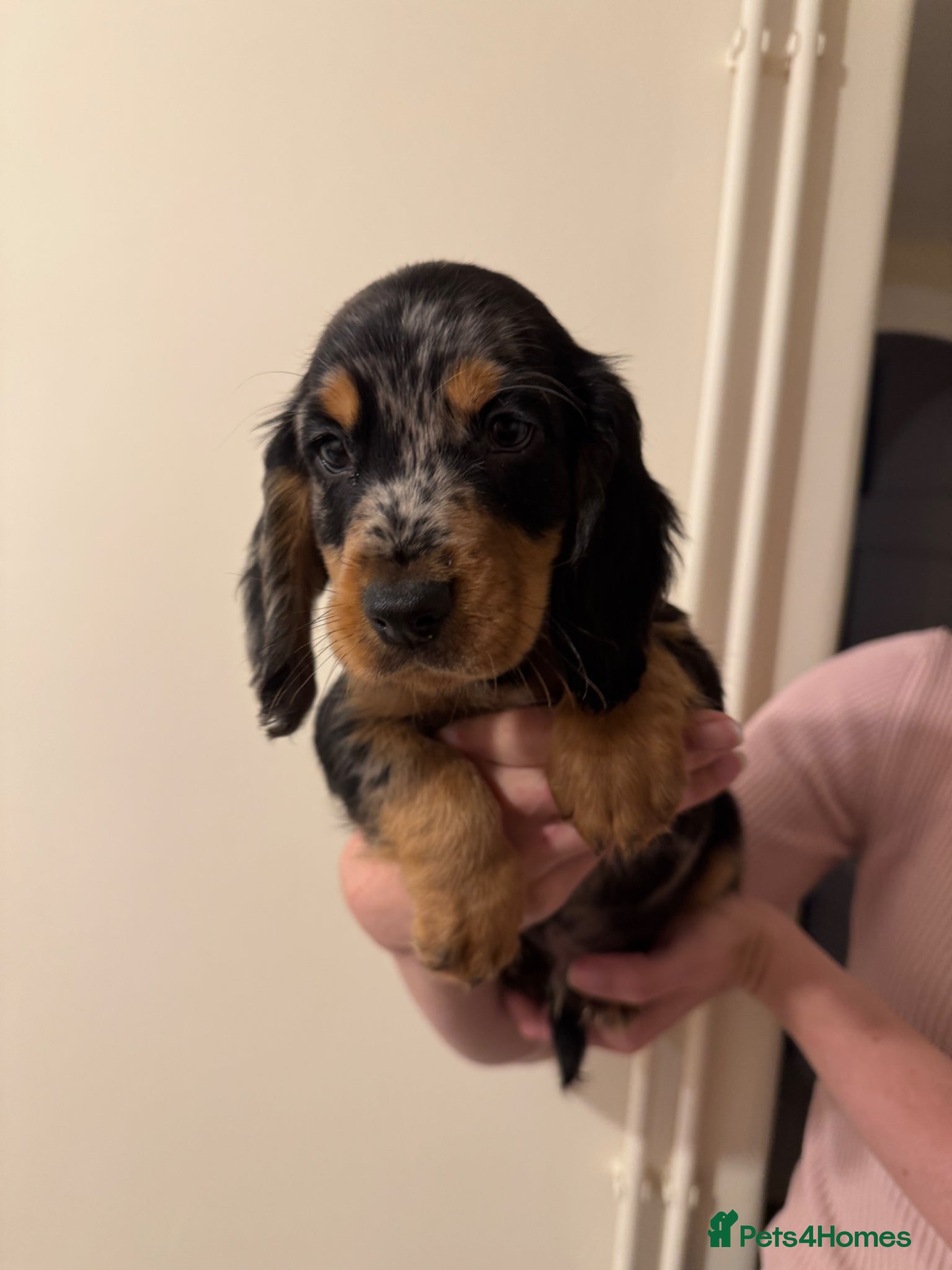 Sprocker dogs Beautiful Sprocker Spaniel Puppies - 2 Remaining  - Advert 2