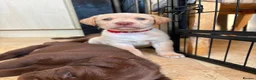 Labrador Retriever dogs for sale: LAST TWO GOLDEN FEMALE LABRADOR PUPPIES - Advert 13