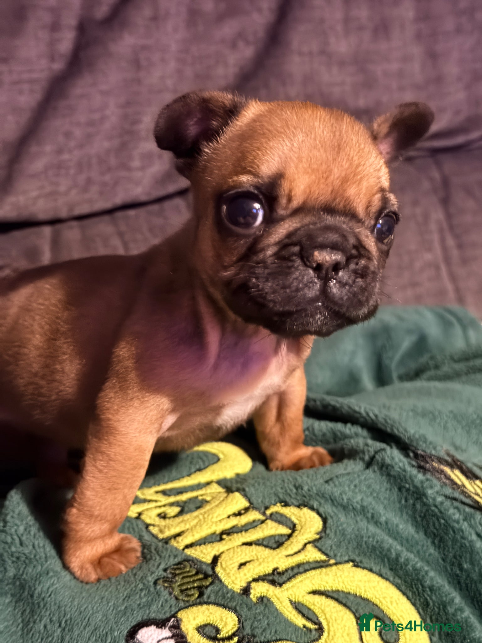 French Bulldog dogs Adorable French Bulldog Male Puppy for Sale - Advert 3