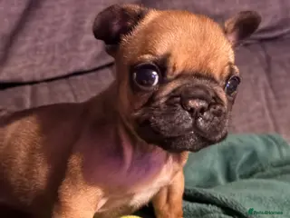 French Bulldog dogs Adorable French Bulldog Male Puppy for Sale - Advert 3