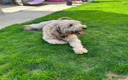 Goldendoodle dogs for sale: Adorable Golden Cocker Doodles  - Image 12
