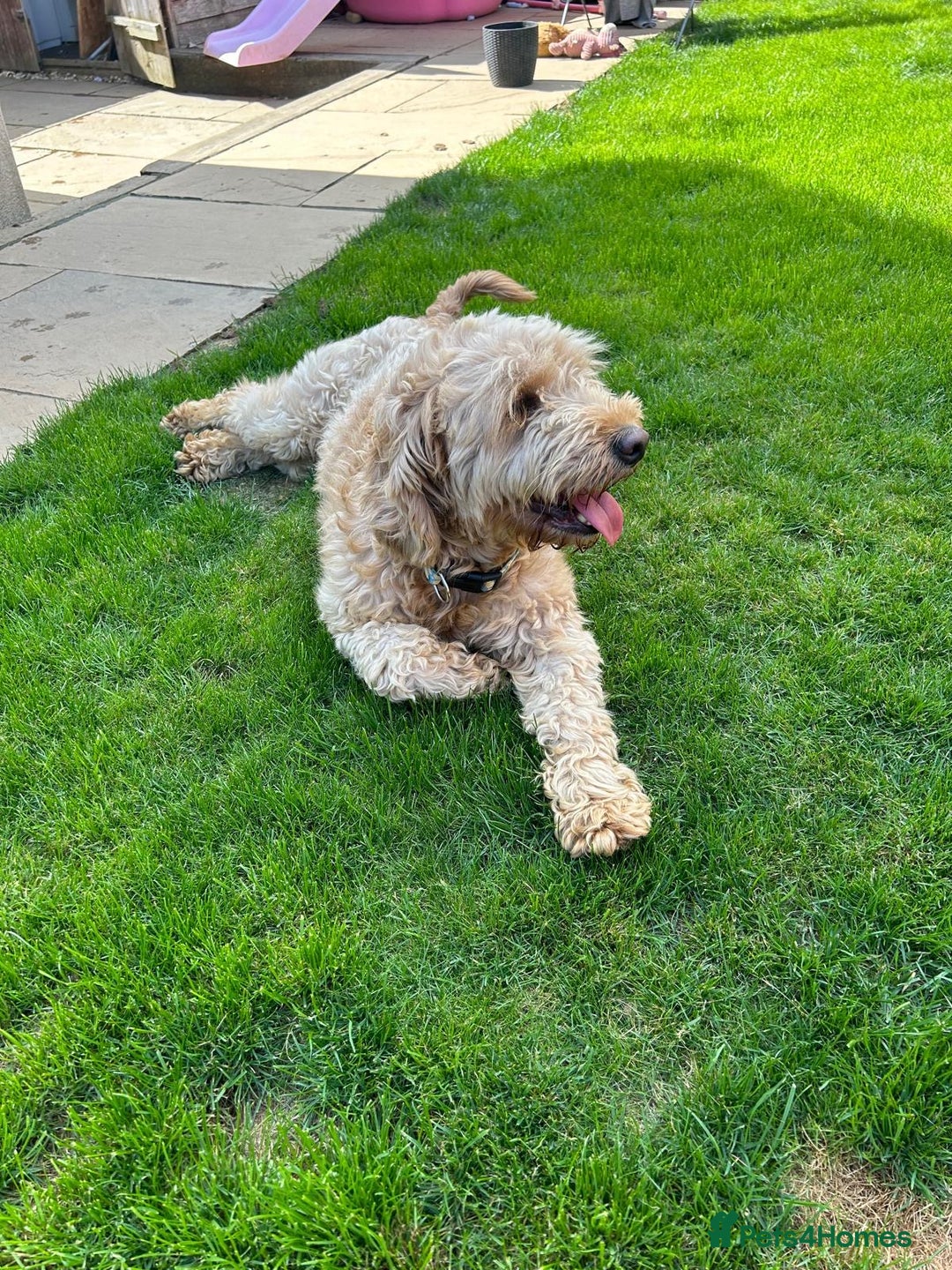 Goldendoodle dogs for sale: Adorable Golden Cocker Doodles  - Image 12