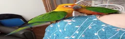 Conures birds for sale: Hand Reared Jenday Conures  in Scunthorpe - Advert 6