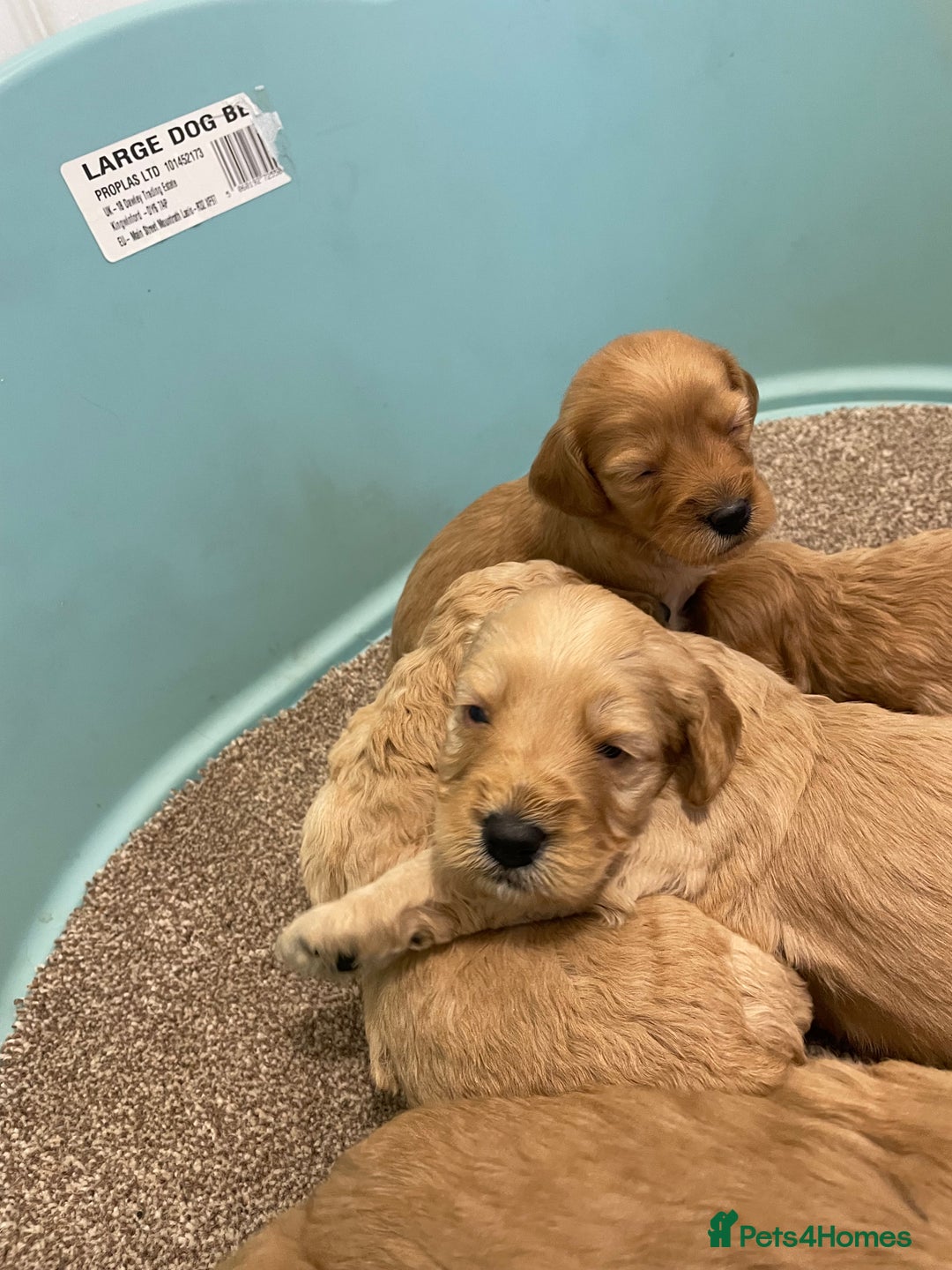 Cockapoo dogs for sale: P,r,a clear f1 cockpoo - Advert 22