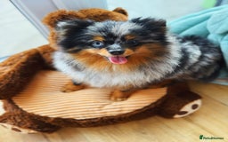 Pomeranian dogs for sale: Xx Very special teenagers and adults xx - Image 2