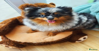 Pomeranian dogs - Advert 11