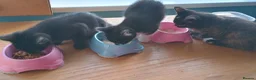 Mixed Breed cats for adoption: Kittens for sale, Jarrow in Jarrow - Advert 6