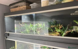 Python Snake reptiles for sale: Pied Royal python  - Image 6