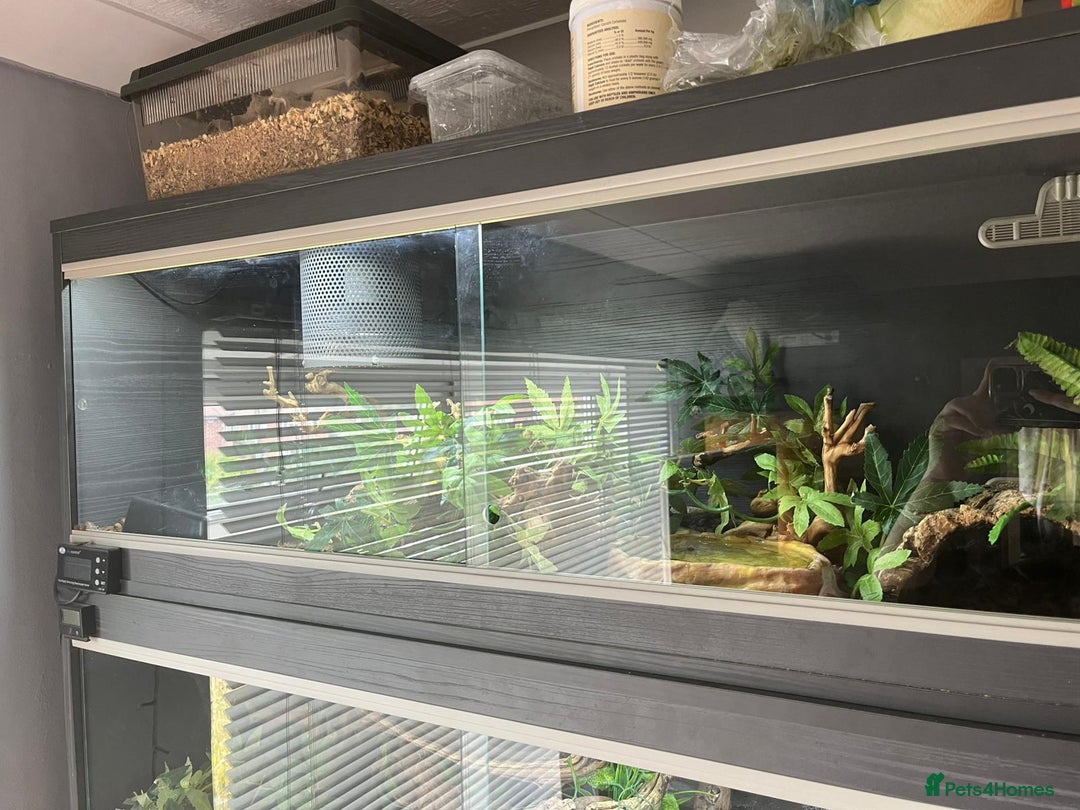 Python Snake reptiles for sale: Pied Royal python  - Image 6