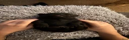Staffordshire Bull Terrier dogs for sale: Beautiful Black Male Staffordshire Puppies av soon - Advert 9