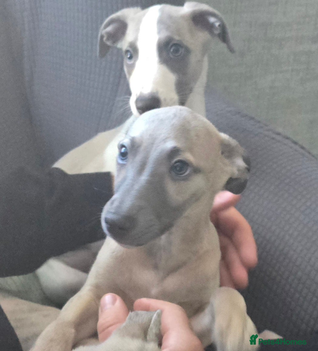 Whippet dogs The 4 most precious!Kc boys wippets 🐶    - Advert 2