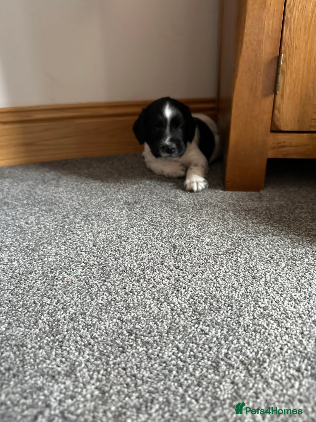 English Springer Spaniel dogs for sale: Gorgeous working English Springer Spaniel Puppies - Advert 19