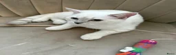British Shorthair cats for sale: Gorgeous white British shorthair kittens 🐾 - Advert 16