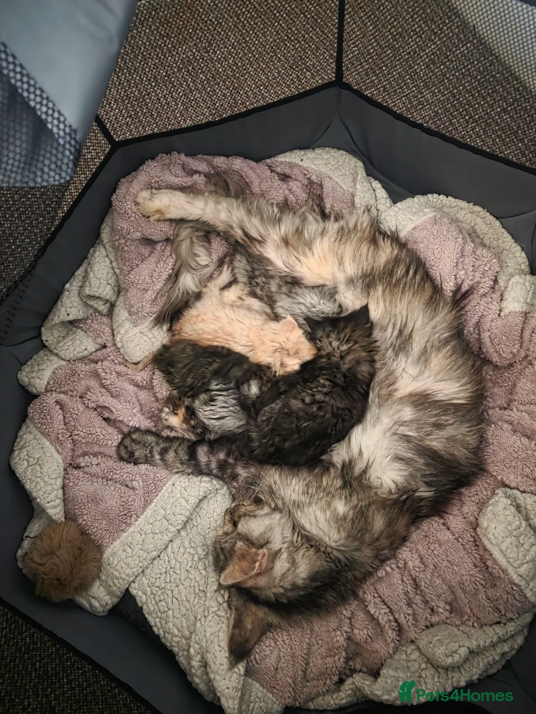 Maine Coon cats for sale: Maine Coon Kittens - Advert 1