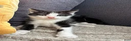 Mixed Breed cats for sale: Fluffy kittens  - Advert 5