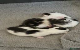 Mixed Breed cats for sale: 2 beautiful kittens  - Image 8
