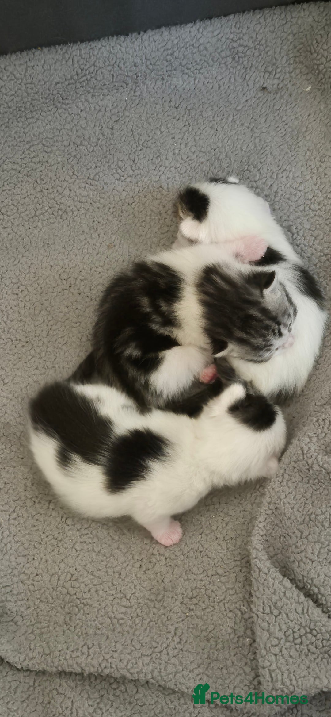 Mixed Breed cats for sale: 2 beautiful kittens  - Image 8
