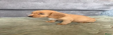 Cocker Spaniel 3