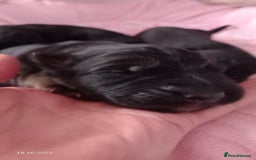 German Shepherd dogs for sale: Excellent Long-Haired German Shepherd Puppies. KC. - Image 10