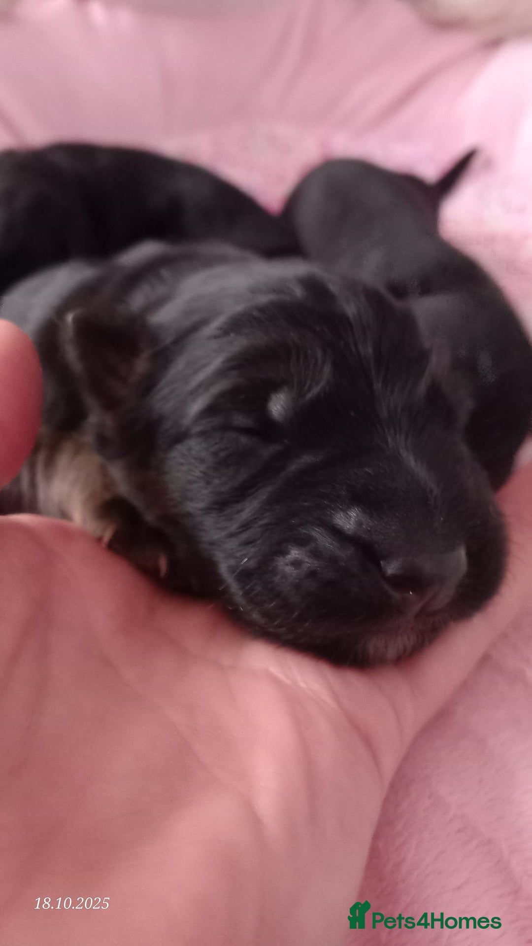 German Shepherd dogs for sale: Excellent Long-Haired German Shepherd Puppies. KC. - Image 10