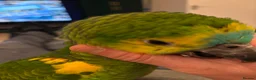 Parrots birds for sale: Stunning blue fronted Amazon  - Advert 5