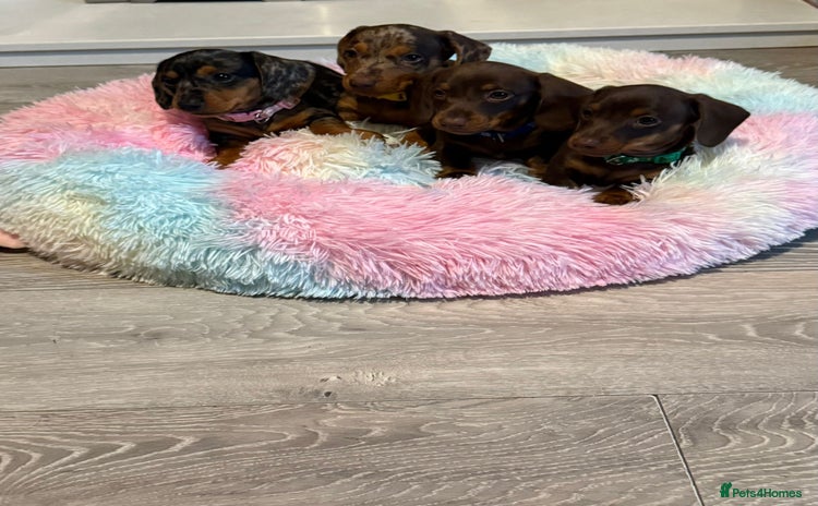 Miniature Dachshund dogs - Advert 2