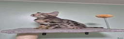 Bengal cats for sale: Brown Charcoal Bengals – Girl & Boy – Reserve🥰 - Advert 14