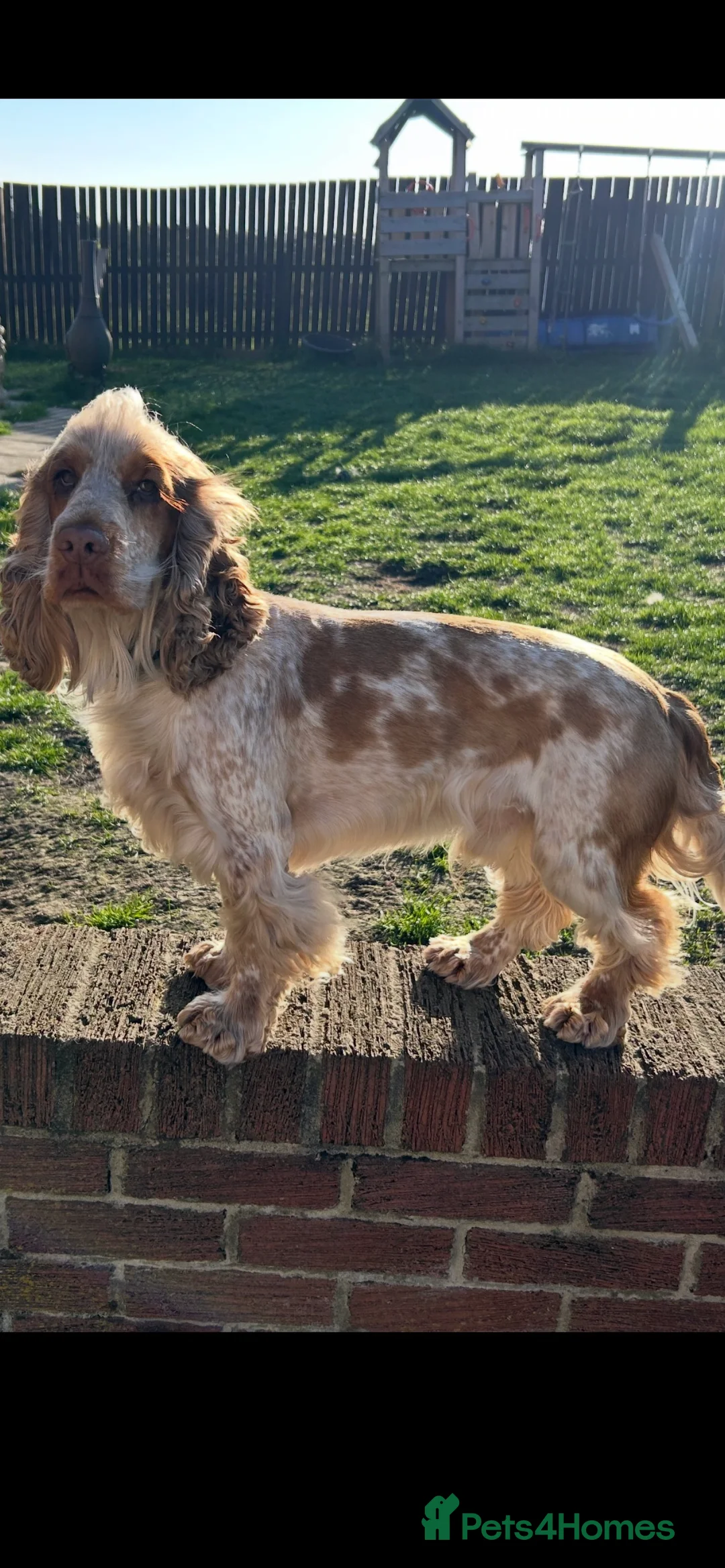 Cocker Spaniel dogs for stud: 2 PROVEN/HEALTH CLEAR KC Show Cocker Spaniels Stud in Shildon - Advert 16