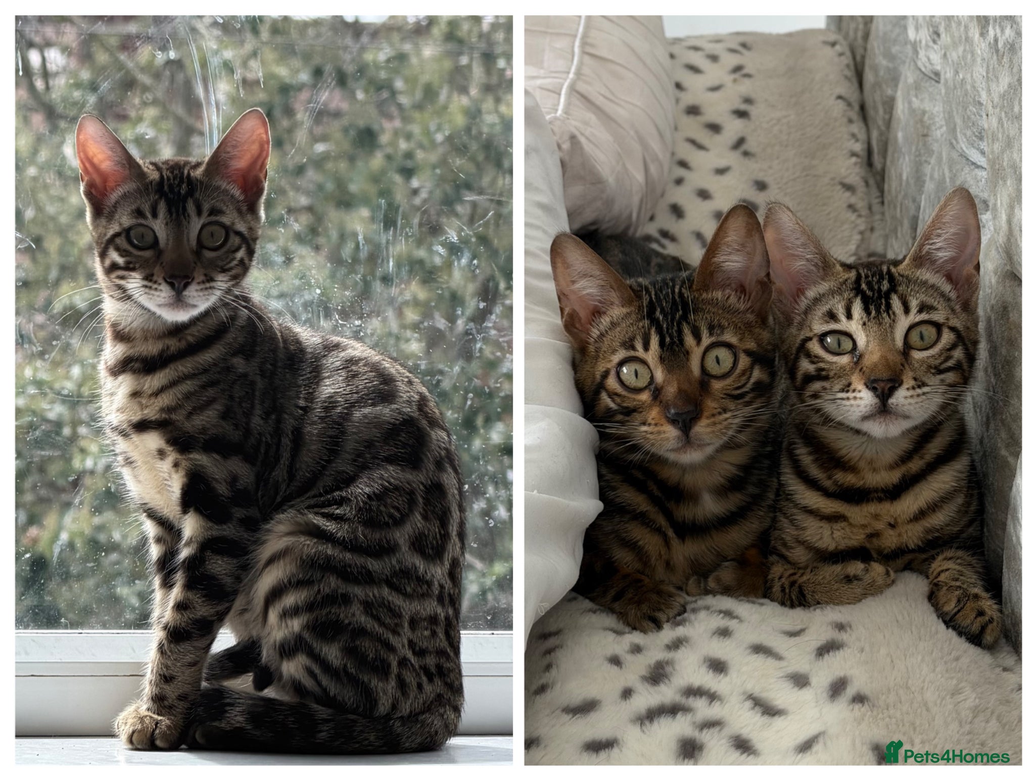 Bengal cats BENGAL 🔥 KITTENS TICA REGISTERED  - Advert 9